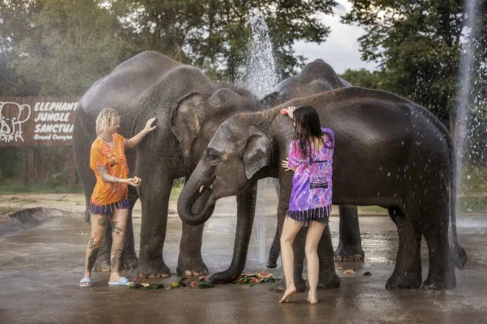 ที่ศูนย์อนุรักษ์ช้างป่าเชียงใหม่ ประเทศไทย นักท่องเที่ยวสองคนสนุกกับการอาบน้ำให้ช้างสองเชือก ร่วมกันสร้างความสุขและผ่อนคลาย