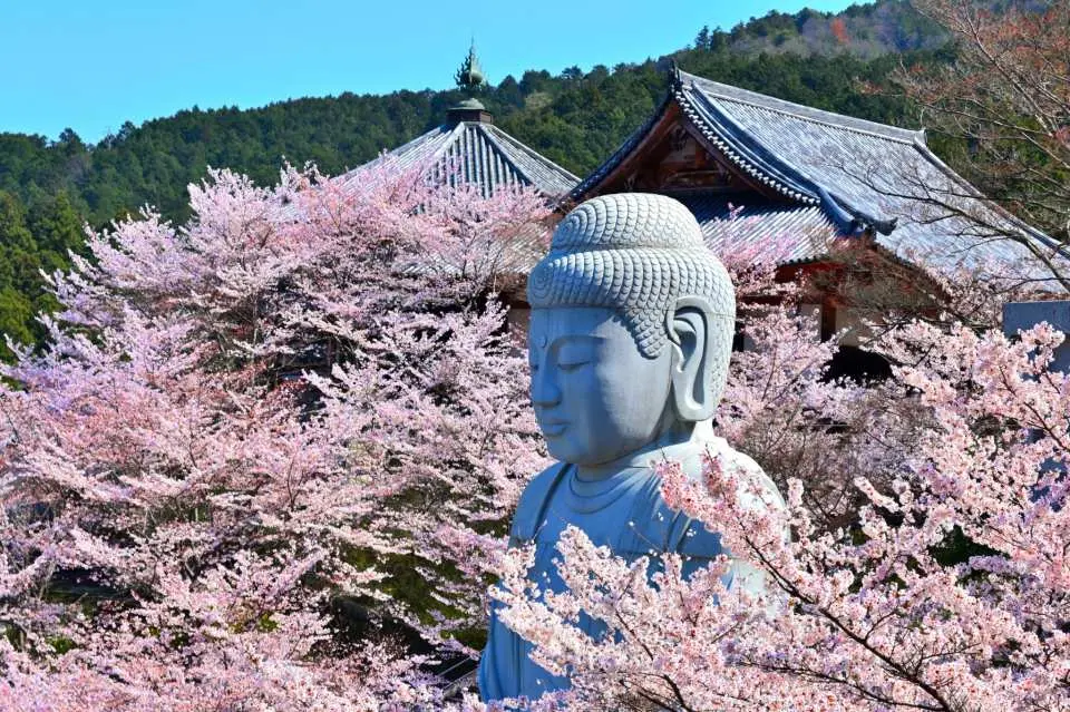 The majestic Cherry Blossom Buddha at Tsubosaka-dera Temple in Nara, surrounded by delicate pink cherry trees and traditional Japanese temple architecture, showcasing a magnificent spring cherry blossom viewing scene.