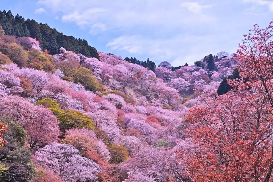 A spectacular panoramic view of Mount Yoshino's cherry blossoms, with entire hillsides covered in a sea of pink and white cherry trees, a renowned and refreshing cherry blossom viewing spot in spring Japan.
