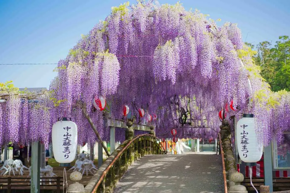 福岡太宰府天滿宮的紫藤花隧道，垂掛的紫色花海形成浪漫通道，是春季限定的絕美景緻，讓遊客沉醉於花團錦簇之中。