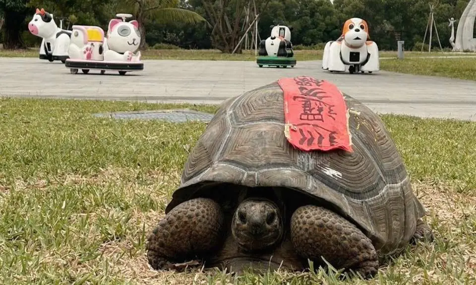 The celebrity elephant tortoise 'Village Chief' leisurely strolls on the grass at Dapeng Bay Pengcun Wetland Park, with various cute animal-shaped rides in the background, beloved by both adults and children.