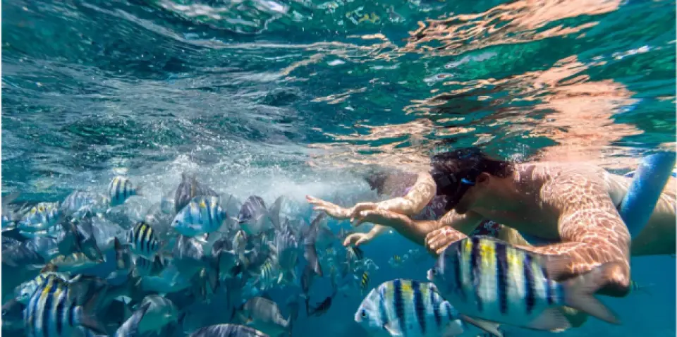 푸꾸옥의 아름답고 맑은 바다에서 두 명의 스노클러가 조밀한 물고기 떼 사이를 헤엄치며 활기찬 수중 생태계를 즐기는 모습.