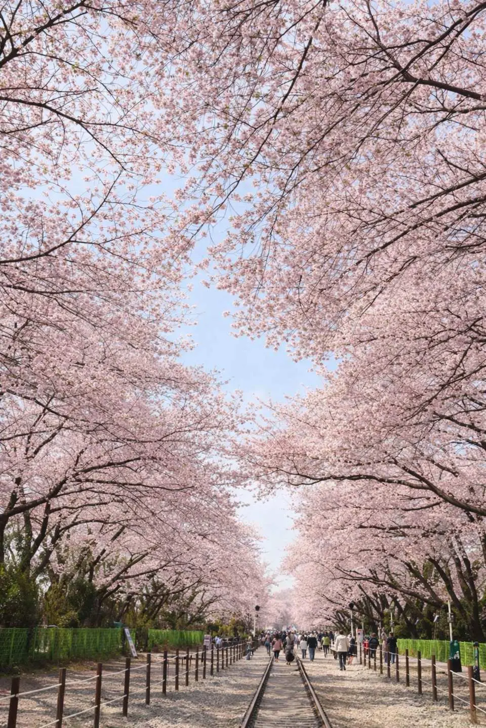 Walk beneath the breathtaking cherry blossom tunnel at Gyeonghwa Station, where soft pink blooms create one of the most enchanting spring scenes in Korea.