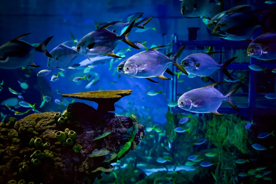 เข้าใกล้ความมหัศจรรย์ของมหาสมุทรที่ Fish Tank ซึ่งเต็มไปด้วยพันธุ์ปลานานาชนิดและชีวิตใต้ทะเลที่น่าทึ่ง!
