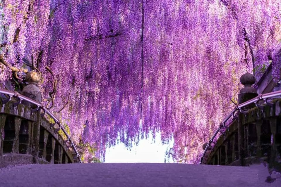 The wisteria tunnel is located in the Kawachi Fuji Garden in Kitakyushu, Japan. The wisteria flowers that are in full bloom make the tunnel particularly gorgeous and mysterious. The deep and light purples seem to be flowing, and you will feel the vigorous breath of life. April to mid-May every year is the best time to view the wisteria tunnel.