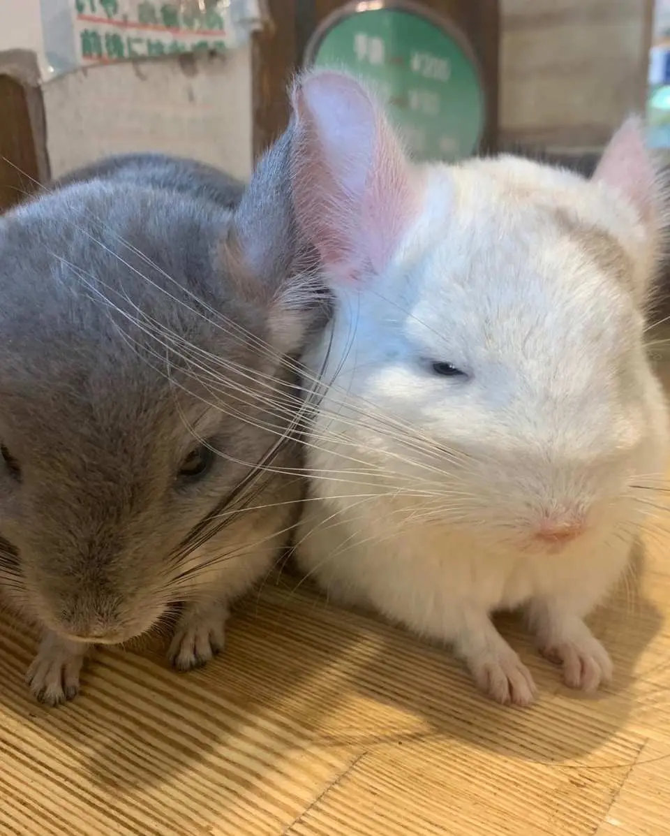 大阪難波の小動物カフェで、可愛らしいグレーとホワイトのチンチラ2匹が並んで座り、お客様との触れ合いを待ち、癒やしの1時間体験を提供します。