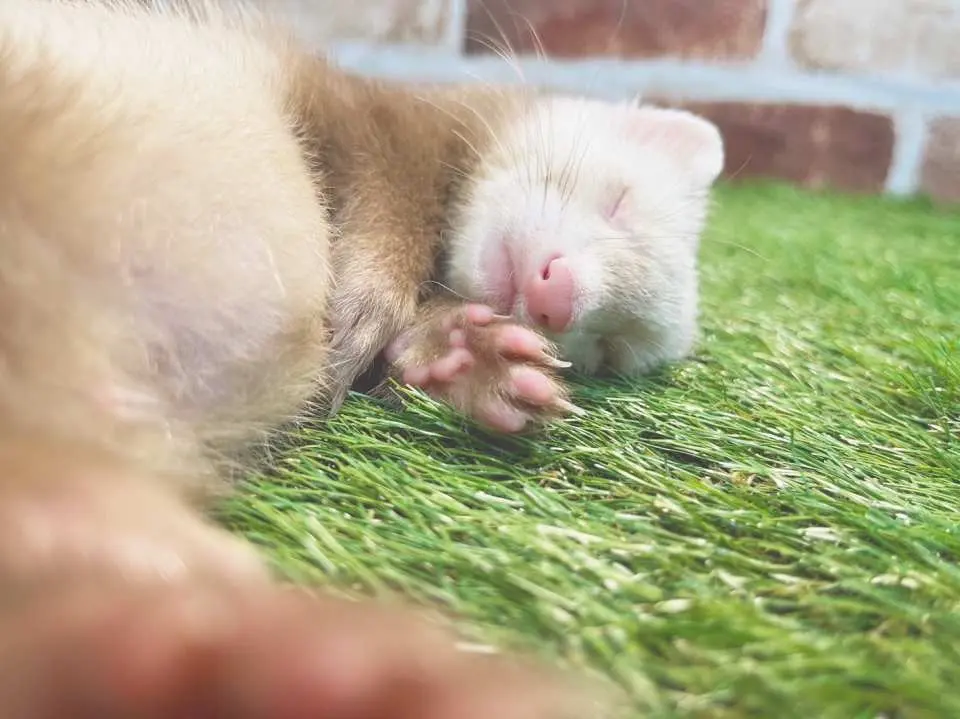 大阪難波の小動物カフェで、愛らしいフェレットが人工芝の上で気持ちよさそうに眠り、カフェの癒やしとリラックスした雰囲気の中で動物を間近で観察できます。