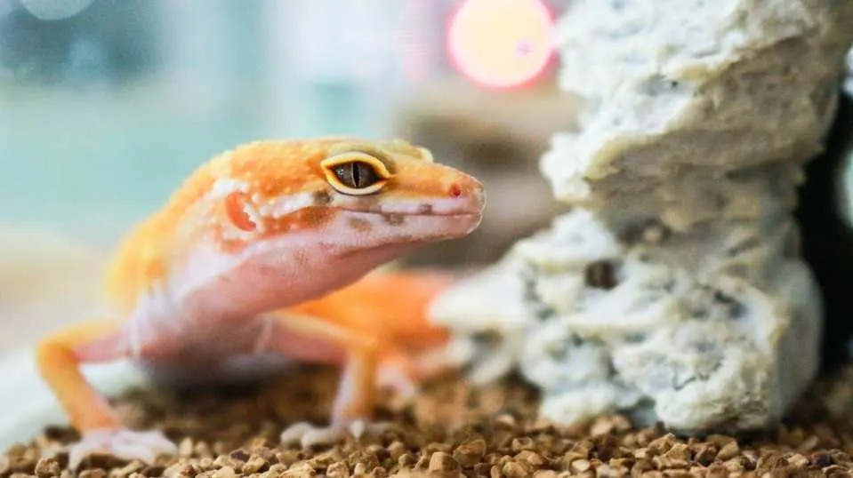 A vibrant orange and white gecko resting on its habitat near a rock in Osaka Rinku Reptile Cafe, showcasing a close-up interactive reptile encounter.