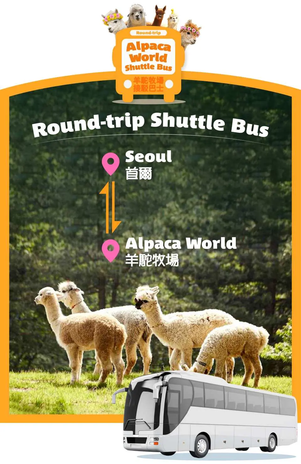 An illustrative map showcasing the convenient round-trip shuttle bus service from Seoul directly to Alpaca World, highlighting the transportation route.