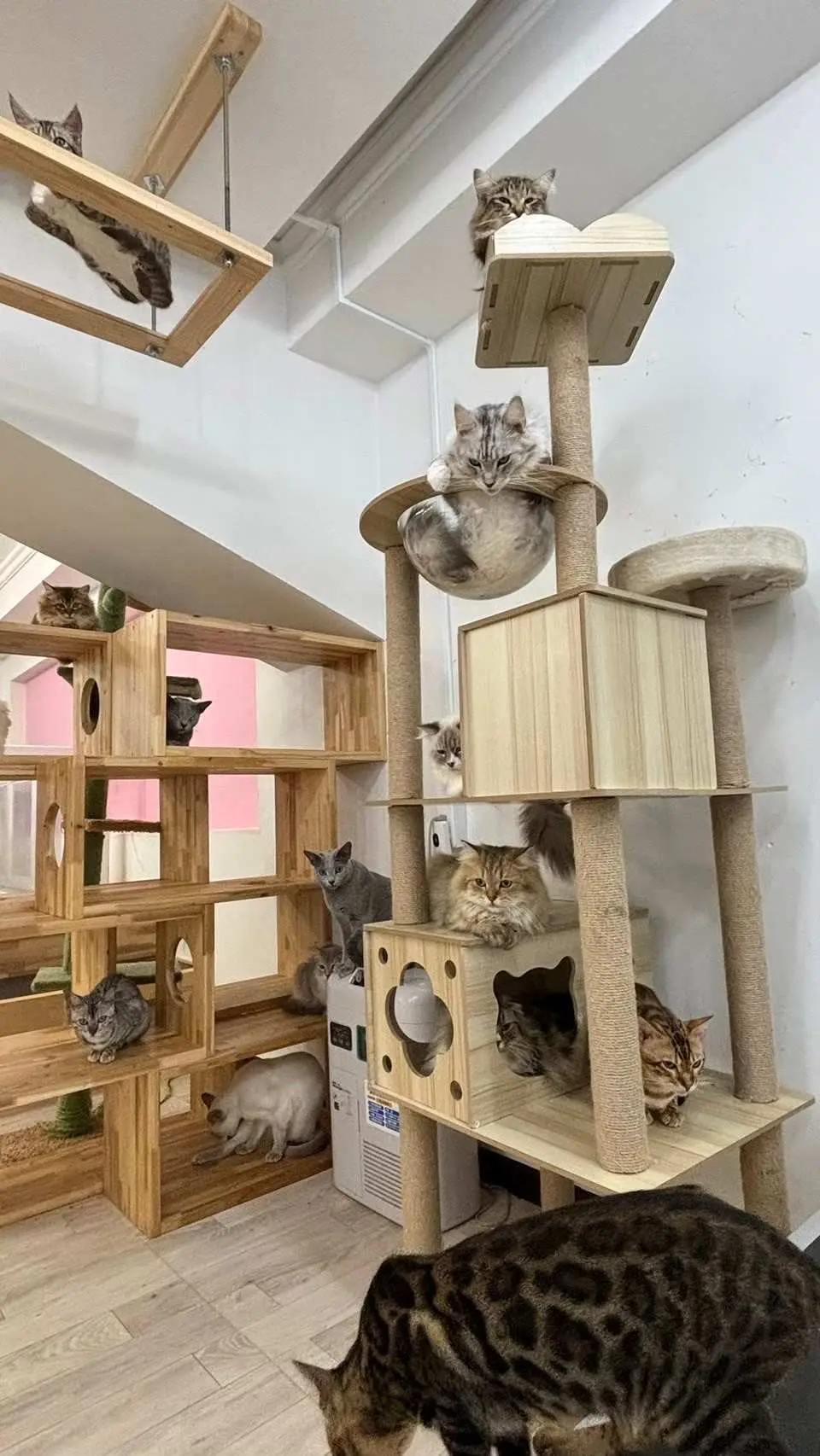 All the dogs are friendly and kind, so even first-time visitors can relax and enjoy themselves.