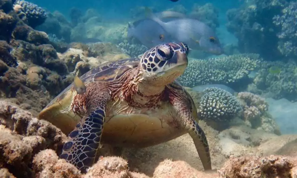 Snorkeling at Ningaloo Reef in Western Australia, closely observing a green sea turtle in its natural habitat among vibrant coral reefs, showcasing rich marine life.