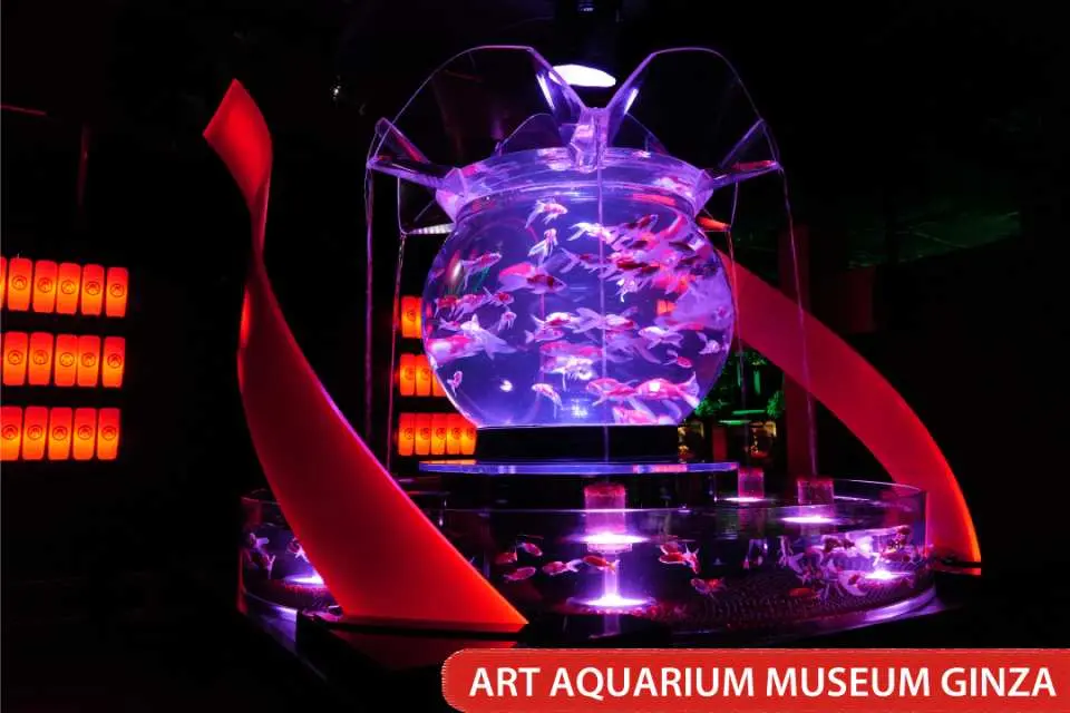 銀座藝術水族館內，巨大金魚缸在紫紅色燈光下，展現金魚優雅姿態，營造出獨特的藝術氛圍。