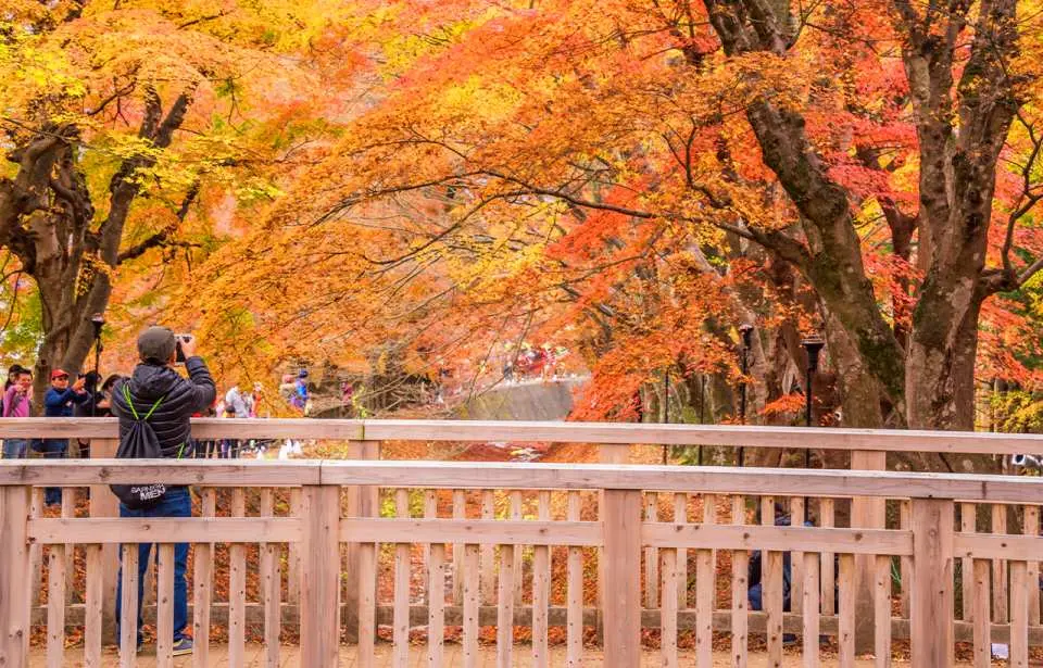 방문객들이 나무 다리 위에서 가을 단풍을 감상하며, 다리 아래로는 물이 흐르고 양 옆의 붉고 노란 단풍잎이 그림 같은 풍경을 연출합니다.