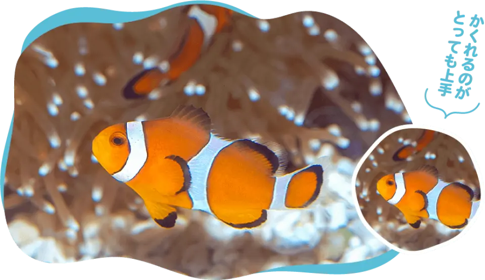 新札幌サンピアザ水族館で、元気なカクレクマノミがイソギンチャクの周りを泳ぎ回り、札幌の都市水族館の熱帯海洋の魅力を表現しています。