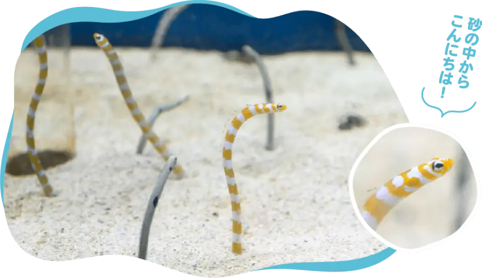 新札幌サンピアザ水族館で、砂地から顔を出す数匹の黄白色のシマチンアナゴ。札幌の訪問者に興味深い海の驚きを提供します。