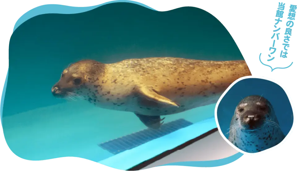 新札幌サンピアザ水族館で、アザラシが青い水中を優雅に泳ぎ、訪問者はガラス越しに札幌の海洋生物を間近で観察できます。