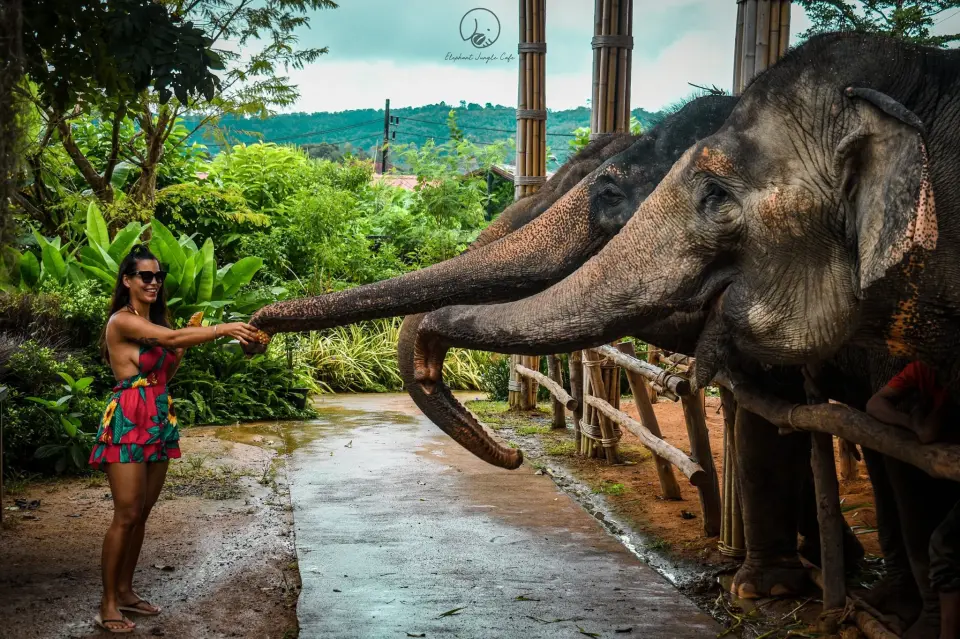 A woman gently feeding an elephant at a Phuket elephant sanctuary, demonstrating heartwarming and responsible interaction with these majestic animals.