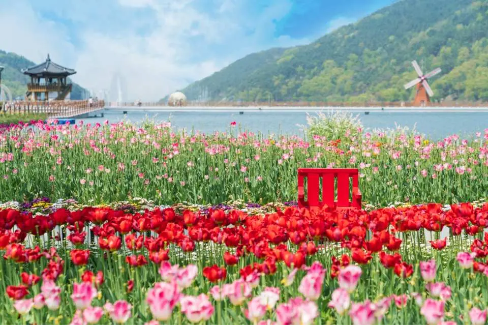 Pink and red tulip fields bloom vibrantly by Ogyeonji Pond in Daegu's Songhae Park, with a traditional pavilion and windmill in the distance, a perfect flower-viewing spot for a spring Daegu day trip.