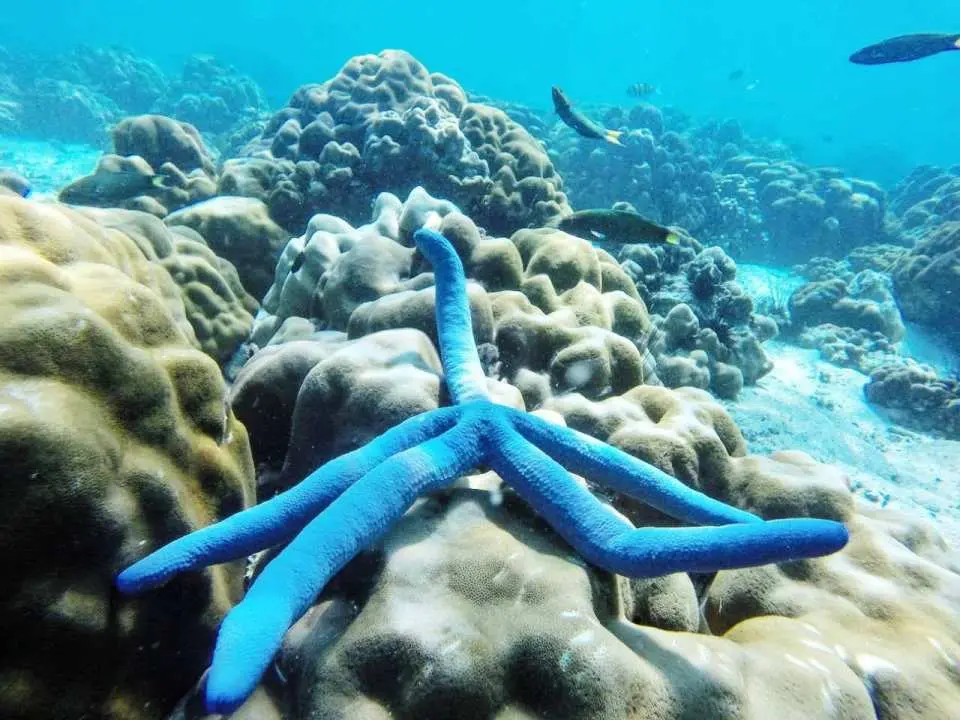 ดำน้ำดูปะการัง