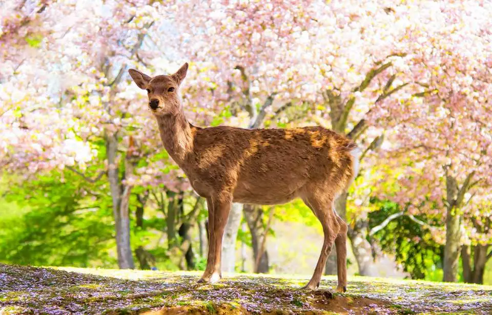 A graceful Sika deer standing amidst a field of delicate pink cherry blossoms in Nara Park, symbolizing the beauty of spring in Japan and harmonious interaction with local wildlife.
