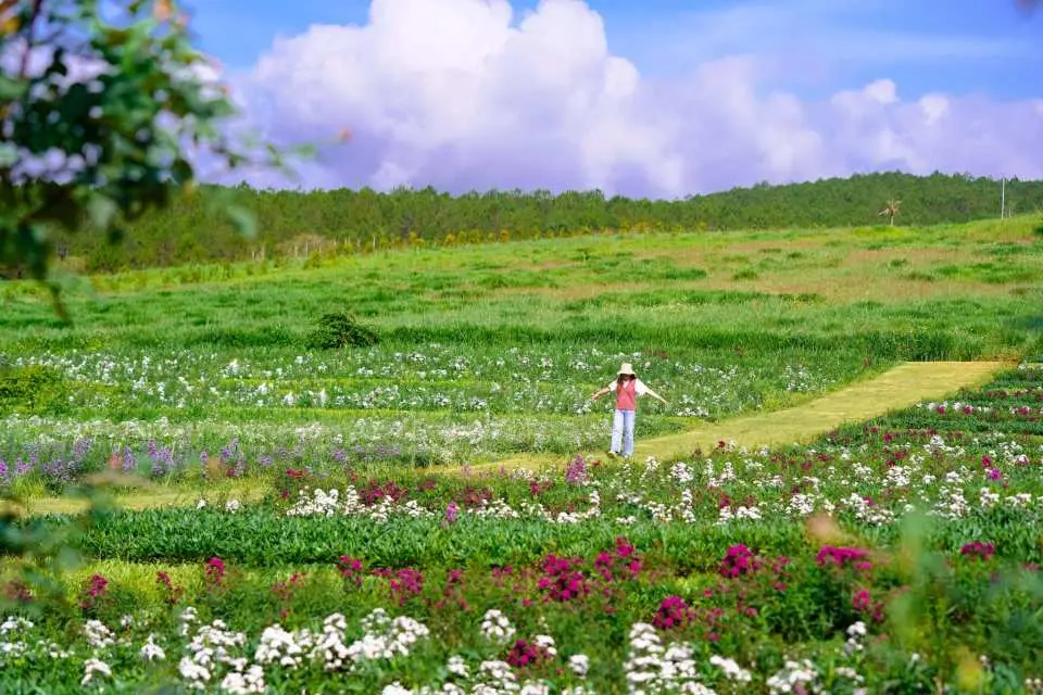 A panoramic shot of colorful flower fields stretching endlessly under the morning sun, painting the valley with life.