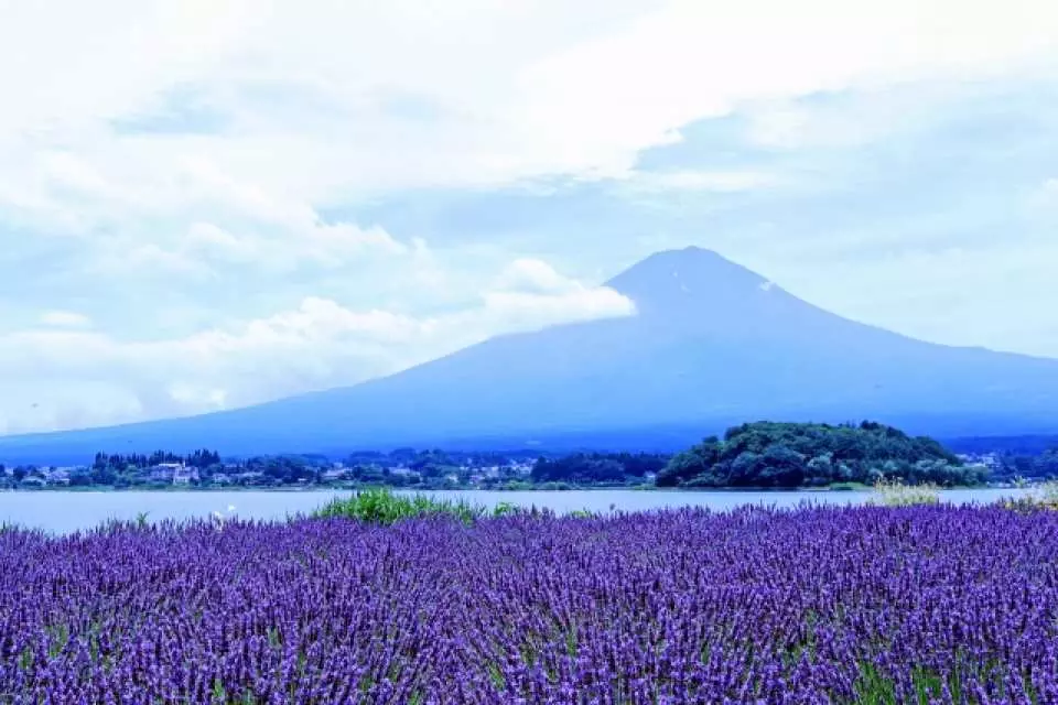 富士山河口湖兩日高爾夫行程中，安排至大石公園欣賞湖畔薰衣草花海與富士山壯麗全景。