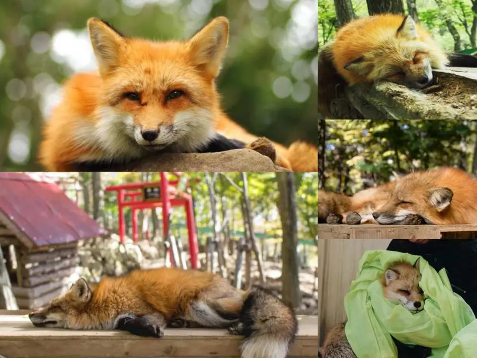 Experience the charm of foxes up close: Take a walk with foxes in the same space as them, as if you have stepped into the world of "The Fox Story" or a Miyazaki Hayao animation.