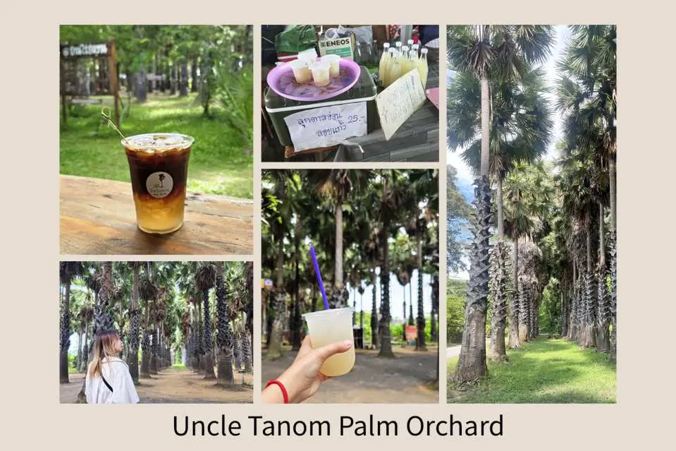 Collage of Uncle Tanom Palm Orchard, showcasing vast palm groves, palm sugar product displays, specialty beverages, and visitors strolling through the trees, offering a sweet journey.