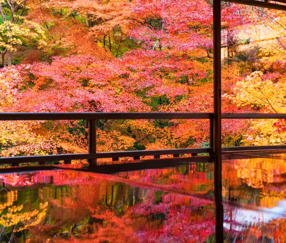 南禪寺或三千院的日式庭園，木地板映照窗外火紅秋楓，呈現枯山水設計的靜謐，體驗京都秋日限定之美。