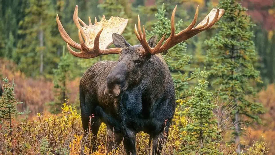 進入森林深處觀看麋鹿