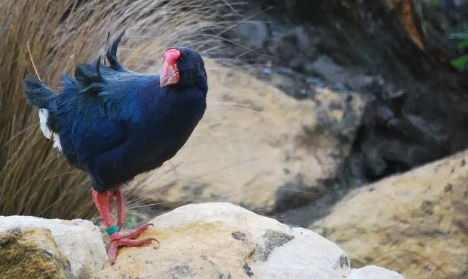 南秧鸡（Takahe）