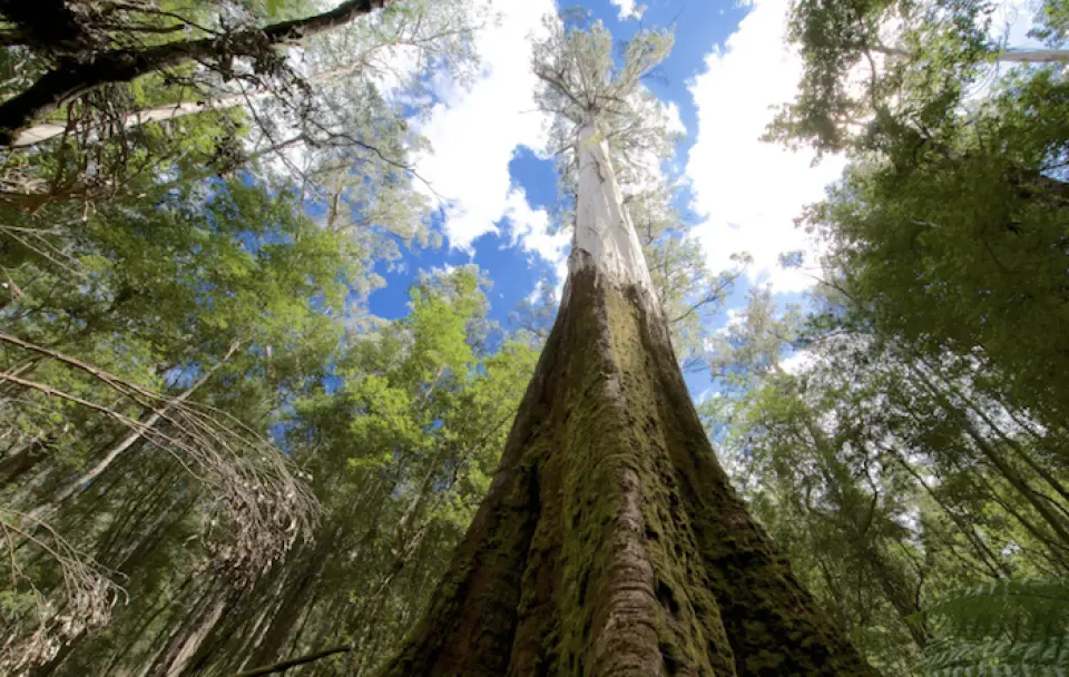 The Tall Tree 最高桉樹