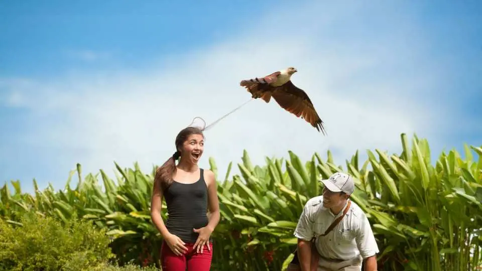 Encounter the true stars of the park, cheeky entertainers who adore the limelight. They include Anna-Maria, the Black Palm Cockatoo, and the impressive Wreathed Hornbills. Several bird stars have been hand-reared in captivity, which means they are completely at ease with human contact