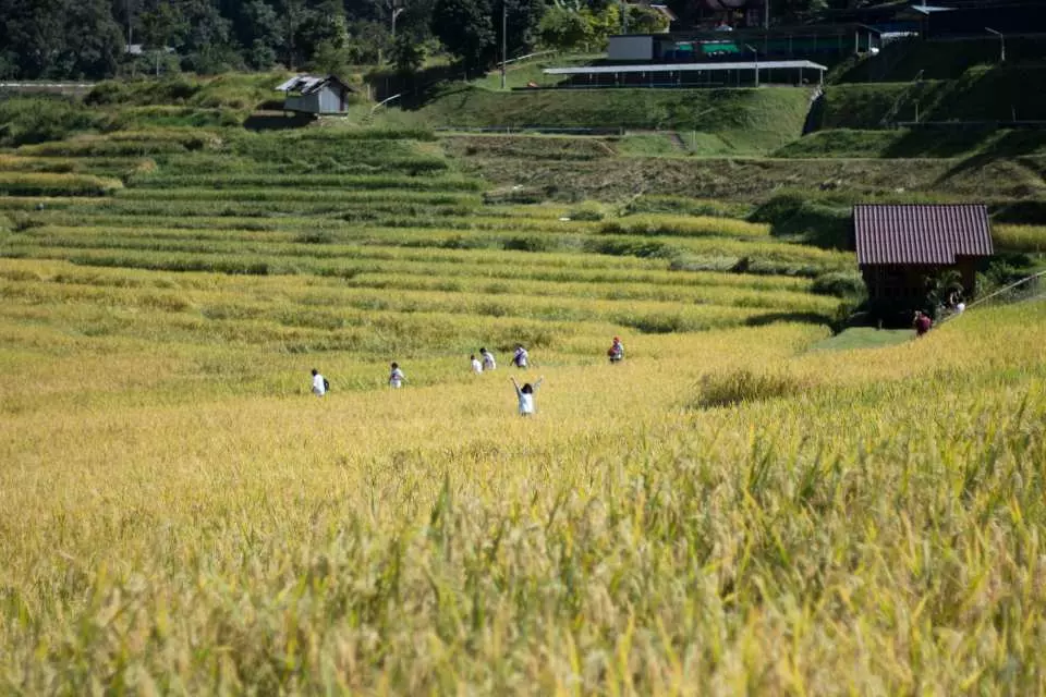 稻田拍照并享用午餐