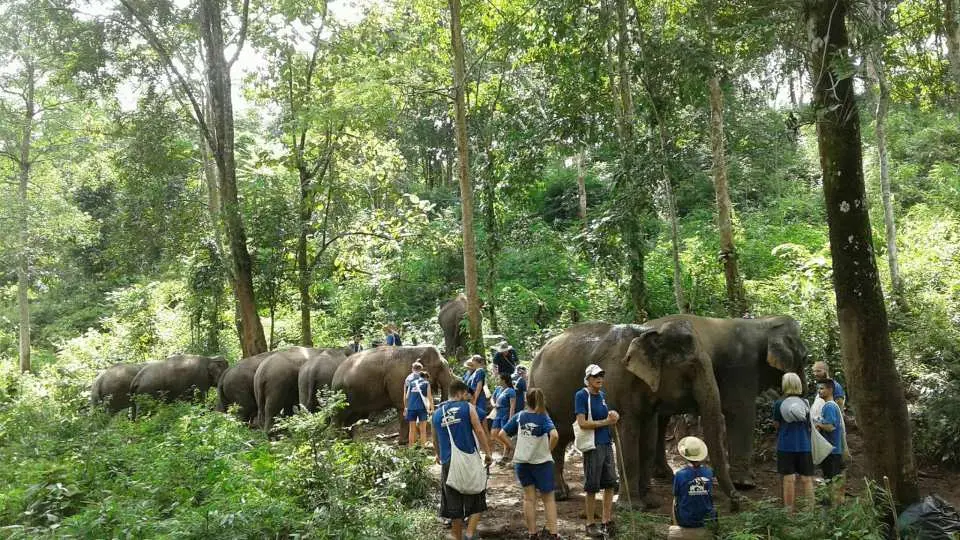 Walk with elephants on jungles trails (30 mins)