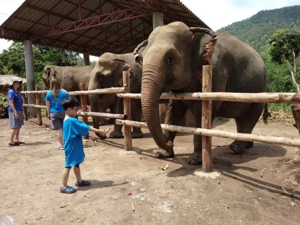 Acquire knowledge about the elephant's habit and conservation