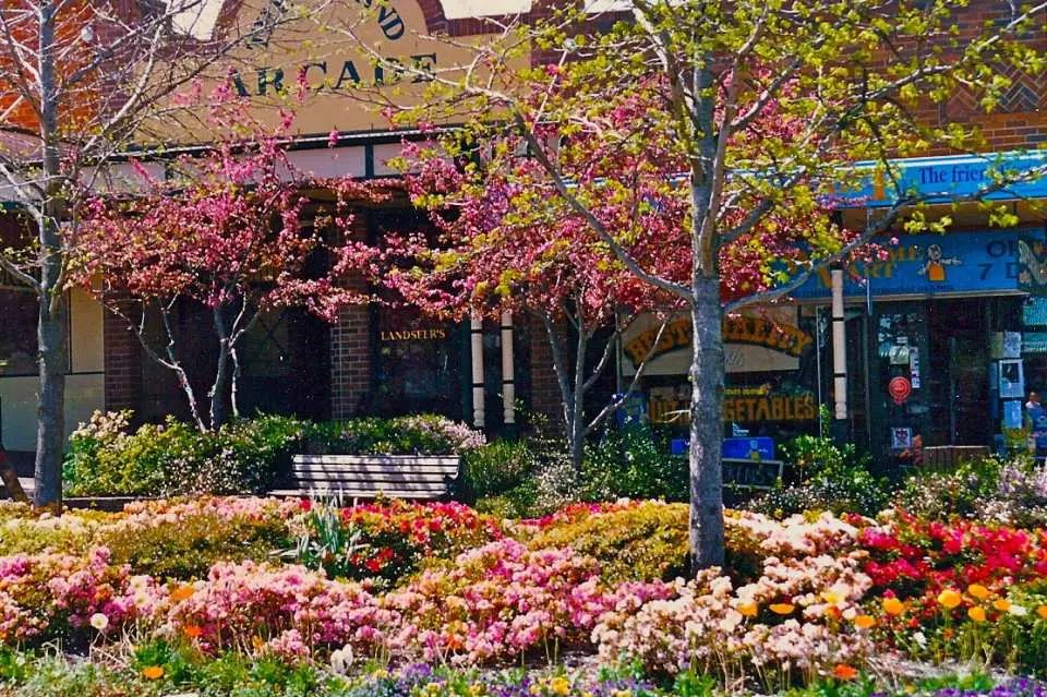 Colorful trees in Leura