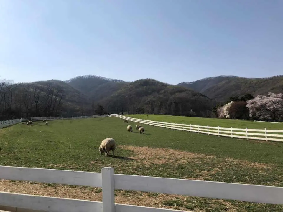 Get to see cute farm animals up close