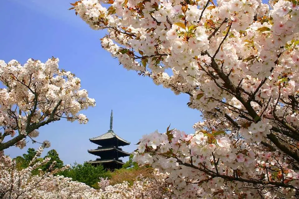 抵达【仁和寺】，自由步行