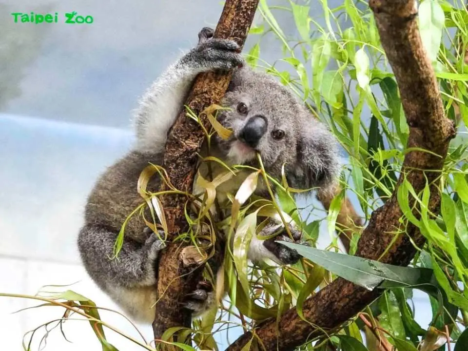 A fluffy koala at Taipei Zoo's Koala House is hugging a eucalyptus tree trunk and heartily munching on leaves, a truly adorable and therapeutic sight for visitors.