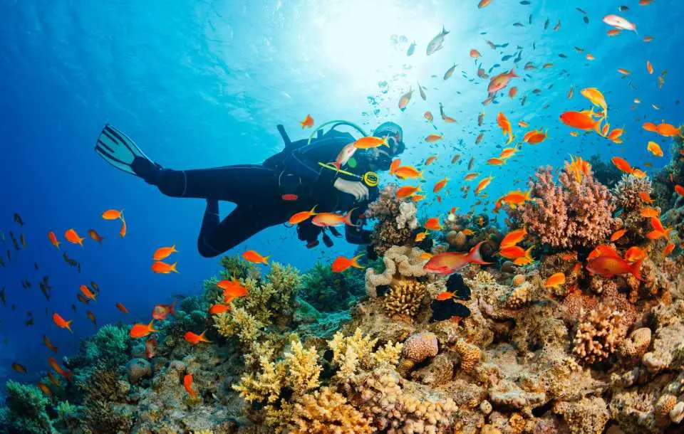 Diver exploring vibrant coral reefs and swimming with colorful tropical fish in the clear blue waters of Pescador Island, Moalboal, Philippines.