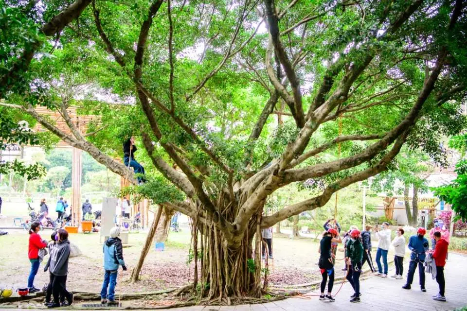 The spectacular outdoor tree climbing venue on Taipei's Xiaonangang Mountain Trail, featuring a huge banyan tree with dense foliage. A group of participants gathers at the base, ready for a unique big tree climbing experience.