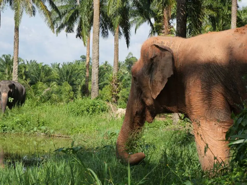 Two elephants freely roaming and enjoying their natural habitat surrounded by palm trees at Krabi Elephant Sanctuary, offering an immersive observation experience.