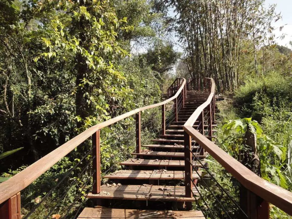 嘉义山林中蜿蜒而上的木栈道阶梯，阳光洒落林间，邀请包车一日游旅客深入探索静谧的自然步道。