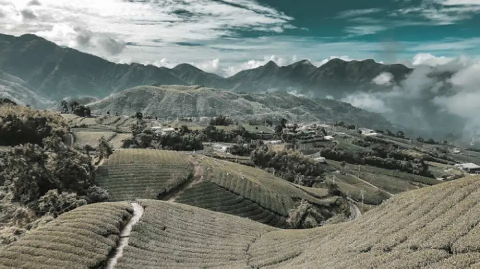 阿里山连绵起伏的梯田茶园，景致井然有序，呈现嘉義包车一日游中优美宜人的茶乡风光。