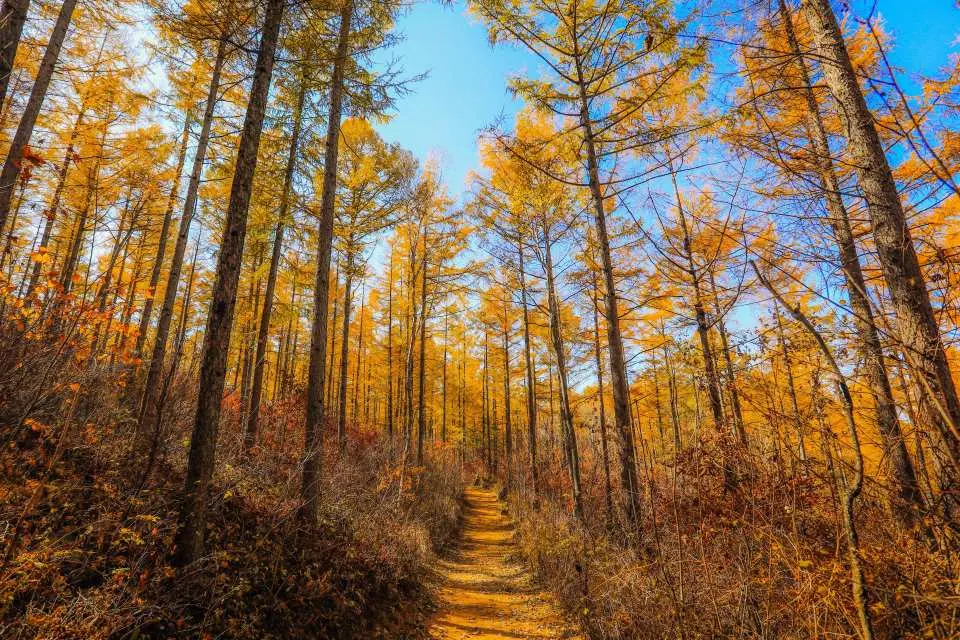 High1度假村秋季森林步道，兩旁高聳樹木楓紅片片，展現秋葉之美，適合森林療法與卡丁車探險。