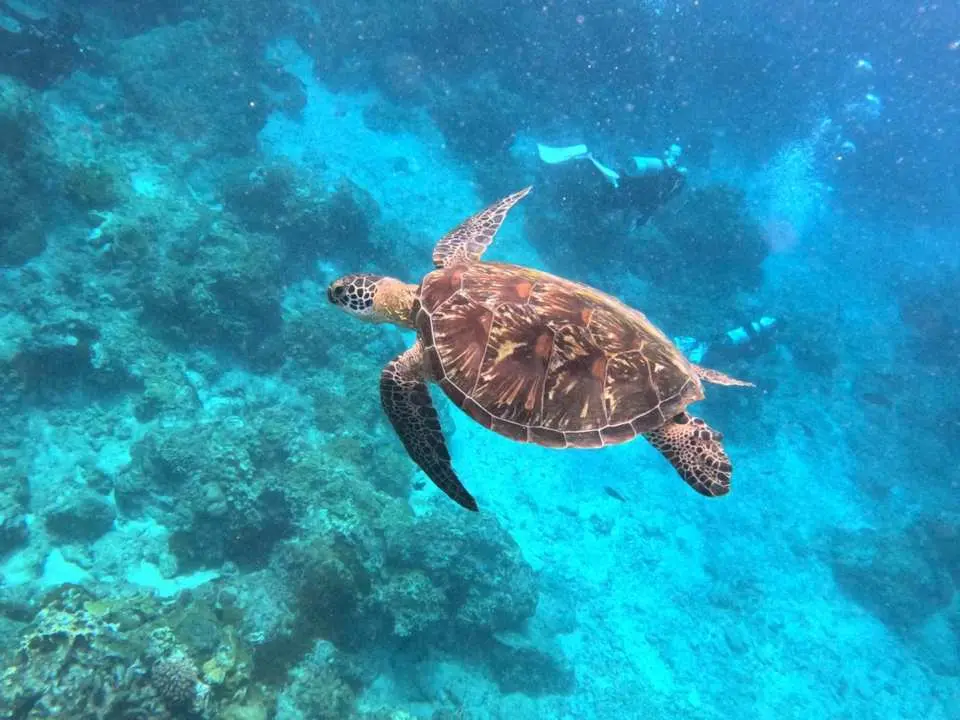 During Green Island snorkeling, a sea turtle gracefully swims in clear, deep blue waters against rich coral reefs, allowing snorkelers to intimately experience nature.