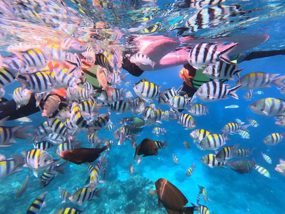Snorkeling in Green Island's clear waters, tropical fish schools surround snorkelers, showcasing rich marine ecosystems, perfect for families to enjoy the beautiful underwater scenery.