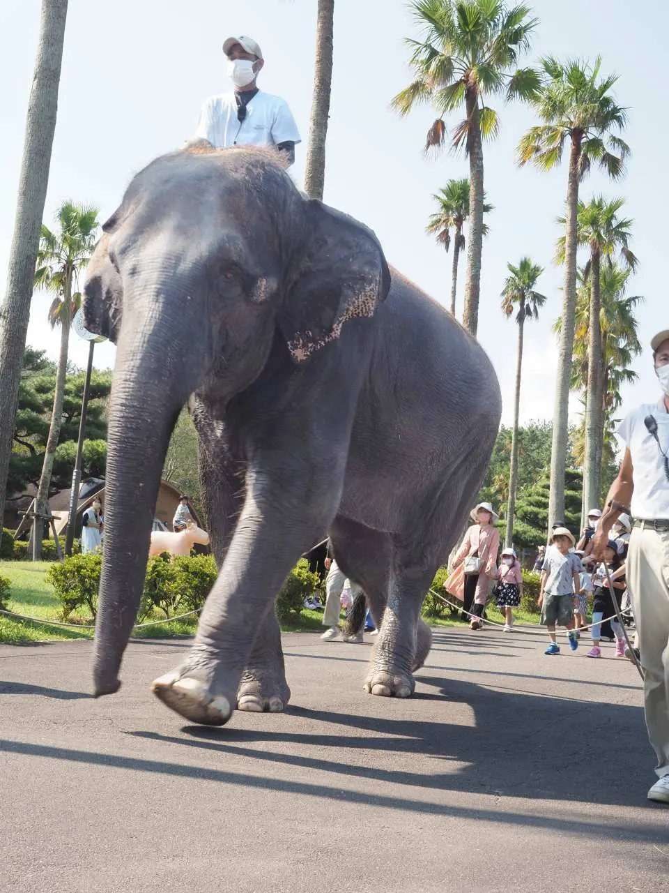 宮崎フェニックス自然動物園のアジアゾウ展示館でのゾウの散歩イベント。飼育員がゾウの背に乗り、来園者と間近で触れ合う忘れられない体験を提供。