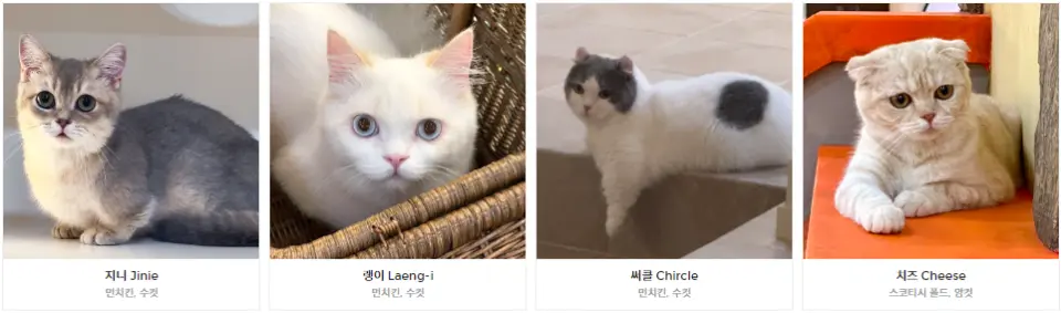 弘大ROOF_CAT_ME貓咪咖啡廳的明星貓咪介紹，展示了Jinnie、Laeng-i、Chircle、Cheese等特色貓咪，邀請遊客與牠們互動。
